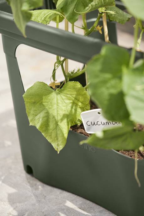 green basics stack & grow large leaf green